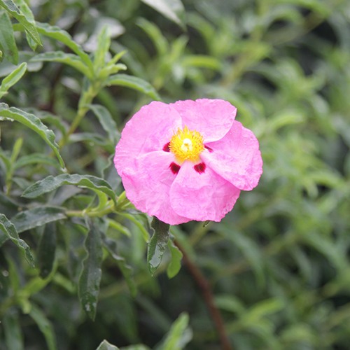 purple-rock-rose-cistus-x-purpureus