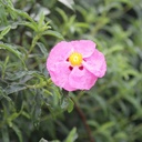purple-rock-rose-cistus-x-purpureus