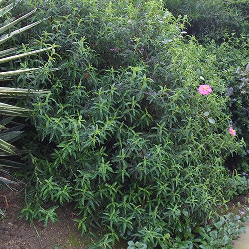 Purple Rock Rose - Cistus x purpureus