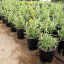 jerusalem-sage-phlomis-fruticosa