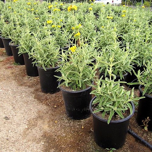 Jerusalem Sage - Phlomis fruticosa