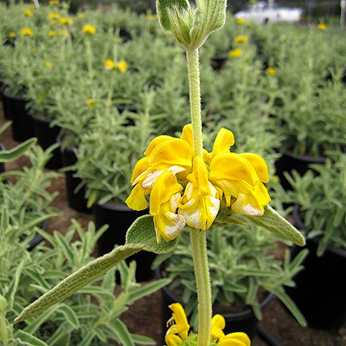 jerusalem-sage-phlomis-fruticosa