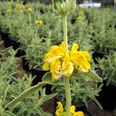 jerusalem-sage-phlomis-fruticosa