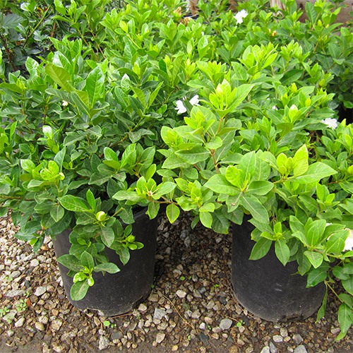 everblooming-gardenia-gardenia-jasminoides-veitchii