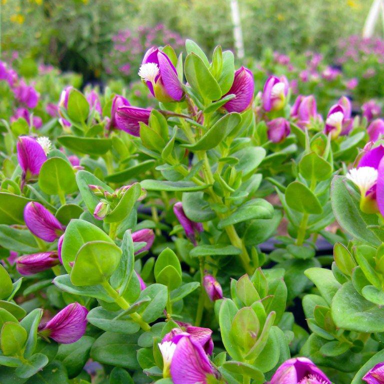 sweet-pea-bush-polygala-x-dalmaisiana