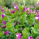 sweet-pea-bush-polygala-x-dalmaisiana
