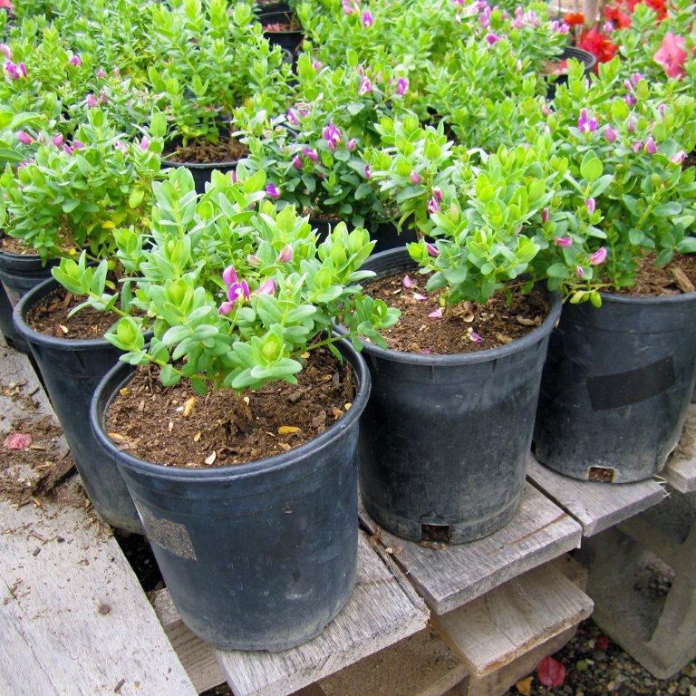 Sweet Pea Bush - Polygala x dalmaisiana