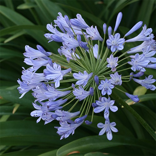 Lily of the Nile - Agapanthus orientalis