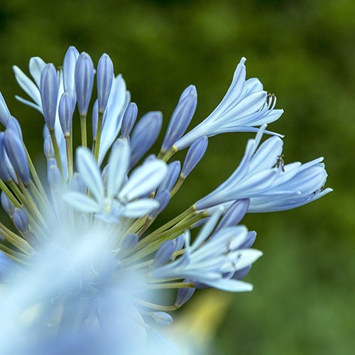 lily-of-the-nile-agapanthus-orientalis