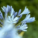 lily-of-the-nile-agapanthus-orientalis