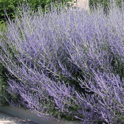 russian-sage-perovskia-atriplicifolia-blue-spirs