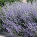 russian-sage-perovskia-atriplicifolia-blue-spirs