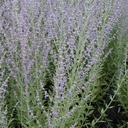 russian-sage-perovskia-atriplicifolia-blue-spirs
