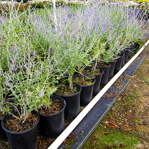 Russian Sage - Perovskia atriplicifolia 'Blue Spirs'