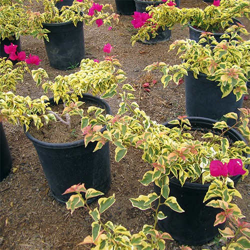 raspberry-ice-bougainvillea-bougainvillea-raspberry-ice