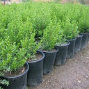 dwarf-myrtle-myrtus-communis-compacta