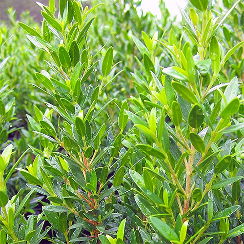 dwarf-myrtle-myrtus-communis-compacta