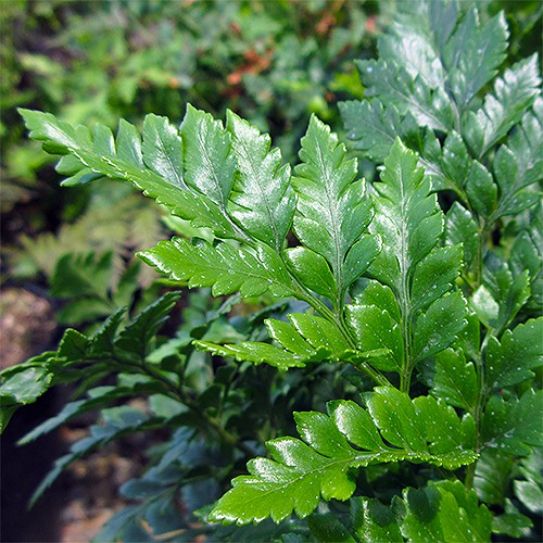 leatherleaf-fern-rumohra-adiantiformis