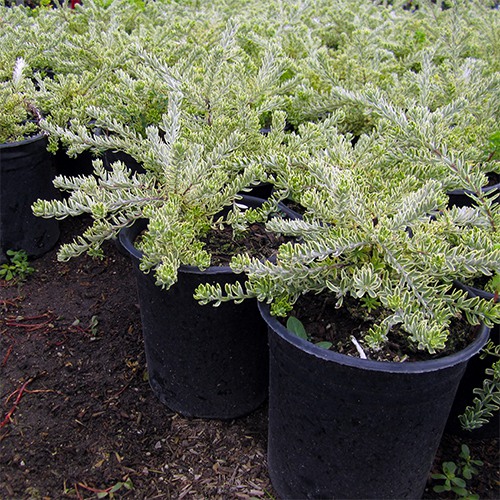 Variegated Coast Rosemary - Westringia fruticosa 'Morning Light