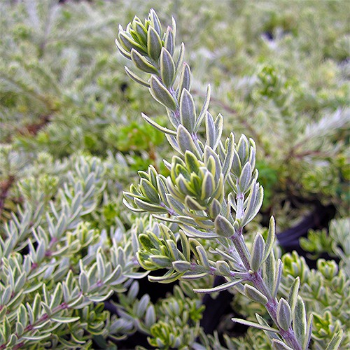 variegated-coast-rosemary-westringia-fruticosa-morning-light