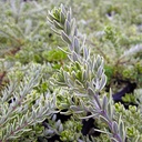 variegated-coast-rosemary-westringia-fruticosa-morning-light