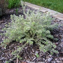 variegated-coast-rosemary-westringia-fruticosa-morning-light