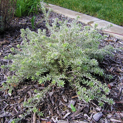Variegated Coast Rosemary - Westringia fruticosa 'Morning Light