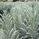 purple-lavandin-lavandula-x-intermedia-grosso