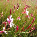 gaura-gaura-lindheimeri