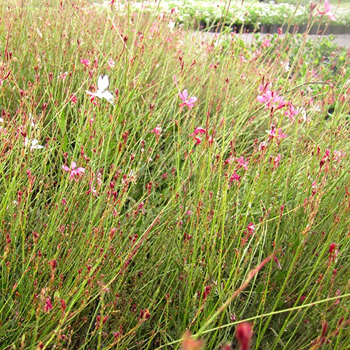 gaura-gaura-lindheimeri