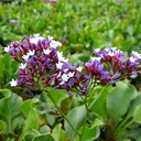 sea-lavender-limonium-perezii