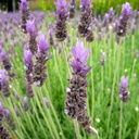 spanish-lavender-lavandula-stoechas-otto-quast