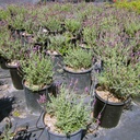 spanish-lavender-lavandula-stoechas-otto-quast
