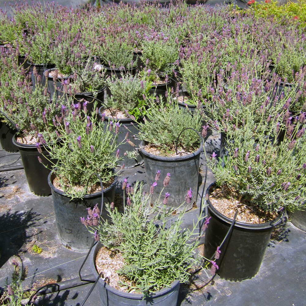 Spanish Lavender - Lavandula stoechas 'Otto Quast'