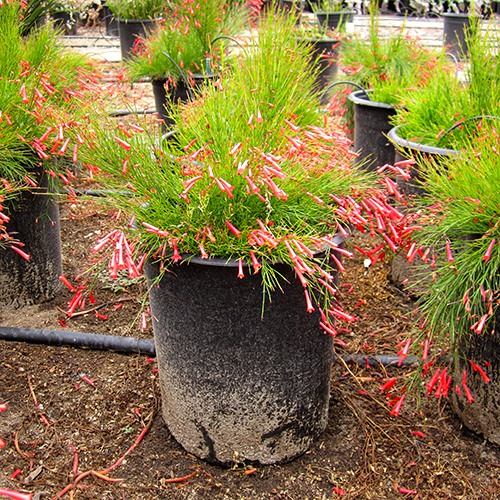 Coral Plant - Russelia equisetiformis