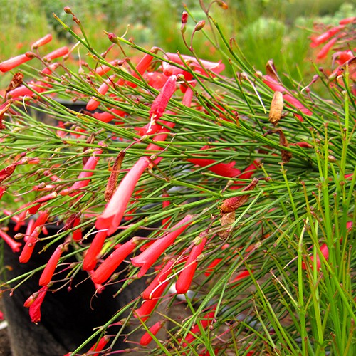 Coral Plant - Russelia equisetiformis
