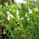 white-autumn-sage-salvia-greggii-alba