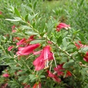 spotted-emu-bush-eremophila-maculata