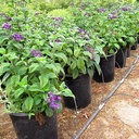 chatsworth-heliotrope-heliotropium-arborescens-chatsworth