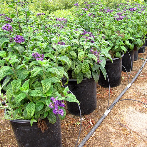 Chatsworth Heliotrope - Heliotropium arborescens 'Chatsworth'