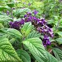chatsworth-heliotrope-heliotropium-arborescens-chatsworth