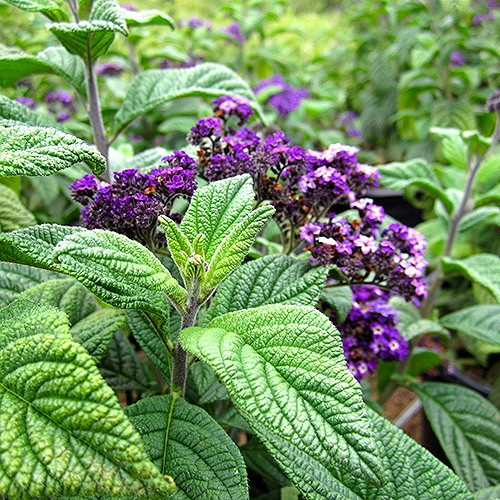 Chatsworth Heliotrope - Heliotropium arborescens 'Chatsworth'