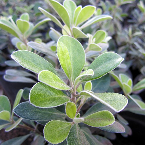 Dwarf Karo - Pittosporum crassifolium 'Nana'