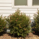 dwarf-pomegranate-punica-granatum-nana