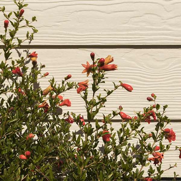 dwarf-pomegranate-punica-granatum-nana