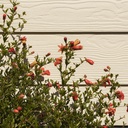 dwarf-pomegranate-punica-granatum-nana