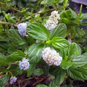 ceanothus-griseus-horizontalis-yankee-point-mountain-lilac