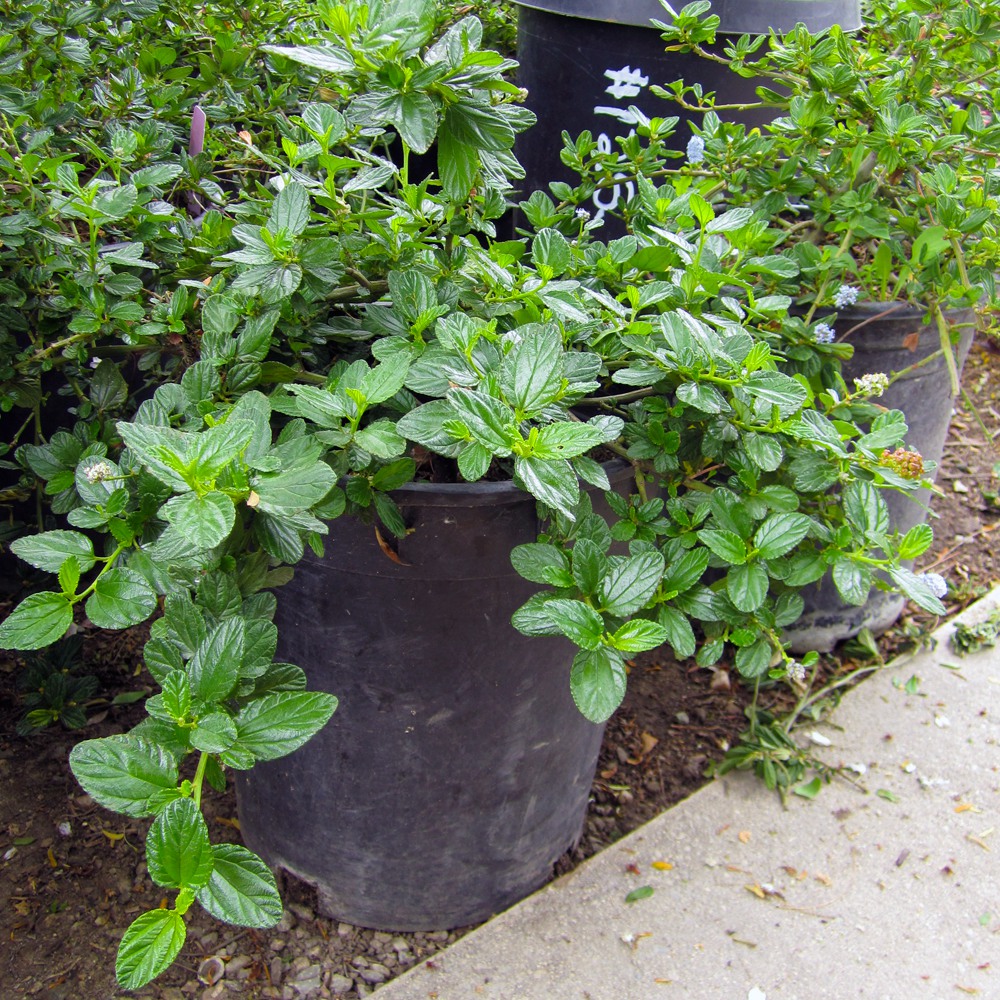 ceanothus-griseus-horizontalis-yankee-point-mountain-lilac