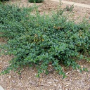 ceanothus-griseus-horizontalis-yankee-point-mountain-lilac