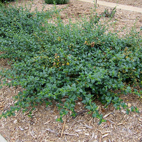 Yankee Point Mountain Lilac - Ceanothus 'Yankee Point'